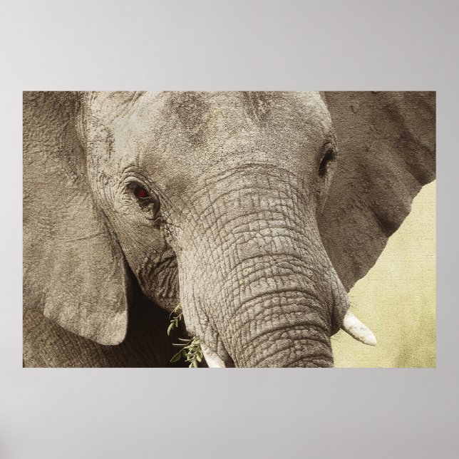 African elephant wildlife posters, images, prints (Front)