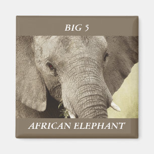 African elephant wildlife safari magnets