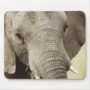African elephant wildlife safari mousepads