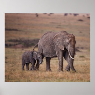 African Elephant with Baby Poster