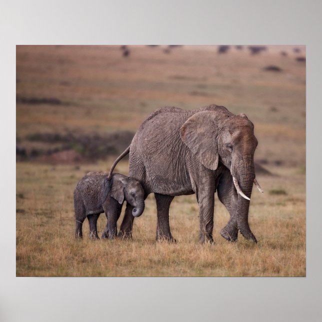 African Elephant with Baby Poster (Front)