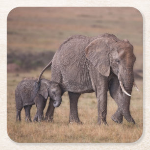 African Elephant with Baby Square Paper Coaster