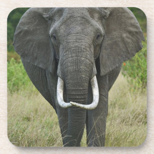 African Elephantna loxodonta, Masai Mara Game Coaster