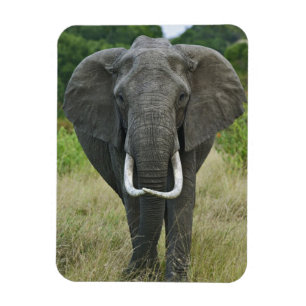 African Elephantna loxodonta, Masai Mara Game Magnet