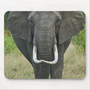 African Elephantna loxodonta, Masai Mara Game Mouse Mat