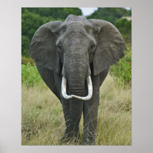 African Elephantna loxodonta, Masai Mara Game Poster