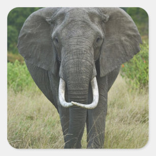 African Elephantna loxodonta, Masai Mara Game Square Sticker
