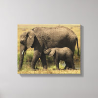 African Elephants