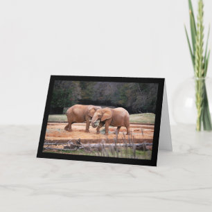 African Elephants Card