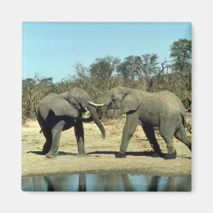 African Elephants fighting Magnet