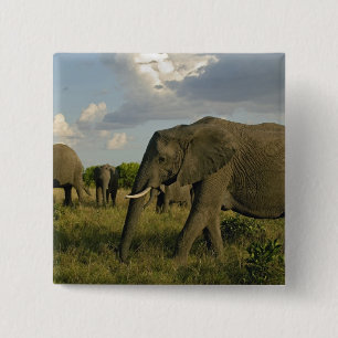 African Elephants grazing, Loxodonta africana, 15 Cm Square Badge