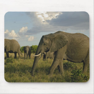 African Elephants grazing, Loxodonta africana, Mouse Mat
