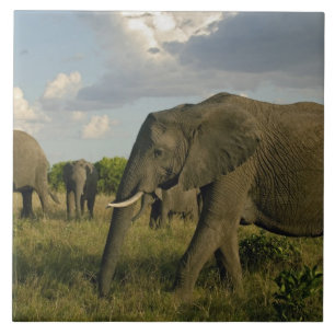 African Elephants grazing, Loxodonta africana, Tile