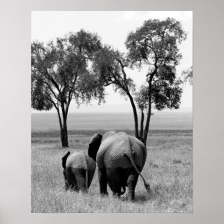 African Elephants in the Masai Mara, Kenya Poster