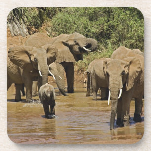 African Elephants, Loxodonta Africana, Samburu Coaster