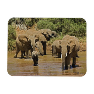 African Elephants, Loxodonta Africana, Samburu Magnet