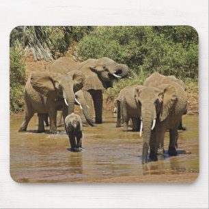 African Elephants, Loxodonta Africana, Samburu Mouse Mat