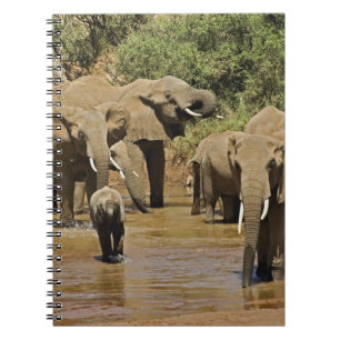African Elephants, Loxodonta Africana, Samburu Notebook