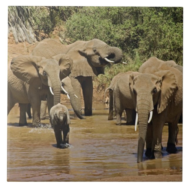 African Elephants, Loxodonta Africana, Samburu Tile (Front)