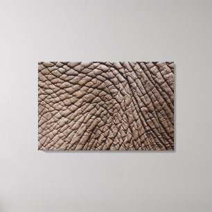 African elephant's (Loxodonta africana) skin Canvas Print