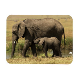 African Elephants Magnet