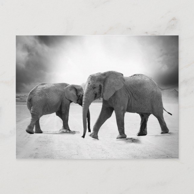 African Elephants Postcard (Front)