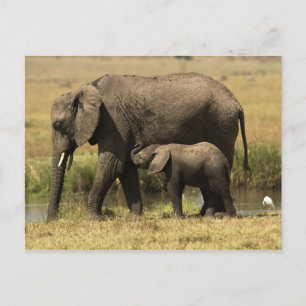 African Elephants Postcard