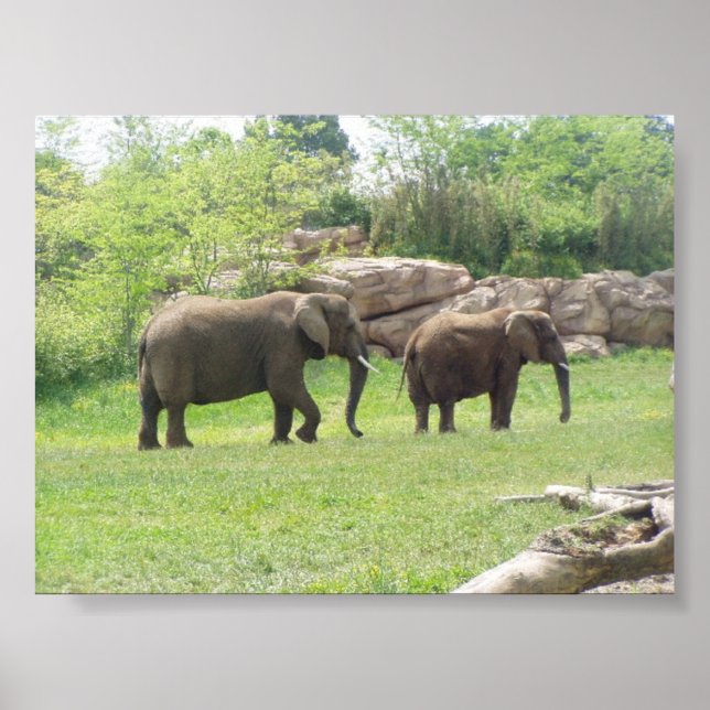 AFRICAN ELEPHANTS POSTER (Front)