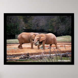 African Elephants Poster