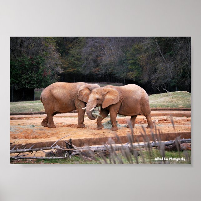 African Elephants Poster (Front)