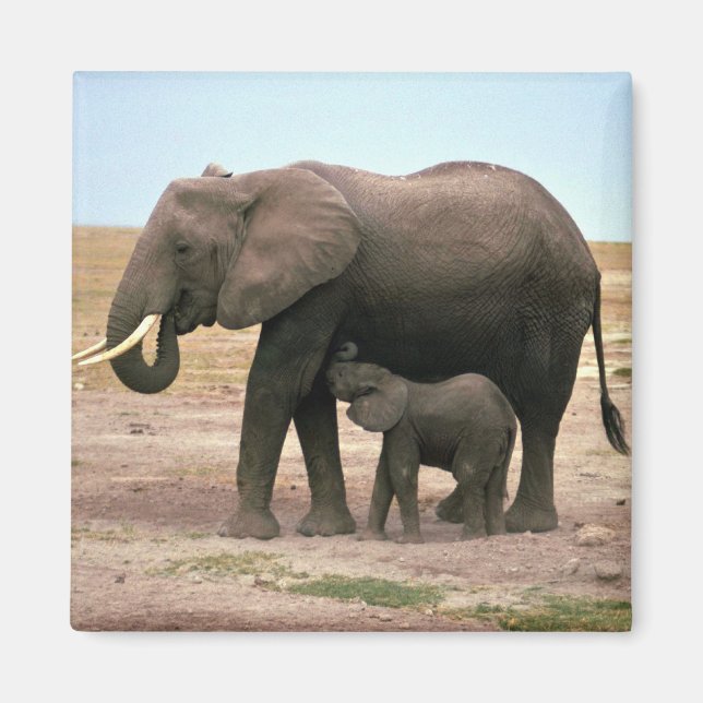 African Elephants - Small Calf Nursing Magnet (Front)