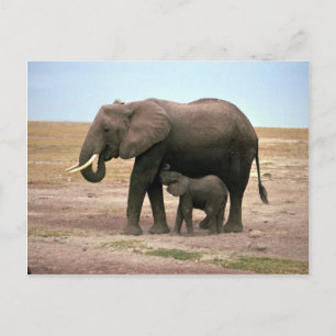 African Elephants - Small Calf Nursing Postcard
