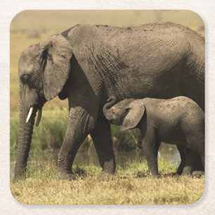 African Elephants Square Paper Coaster