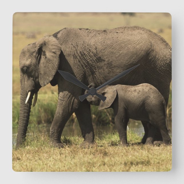 African Elephants Square Wall Clock (Front)