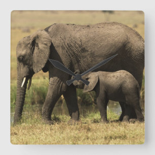 African Elephants Square Wall Clock