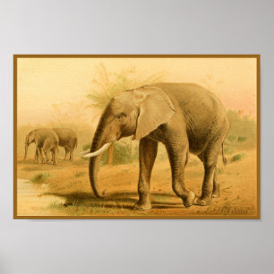 African Elephants Vintage Animal Art Print