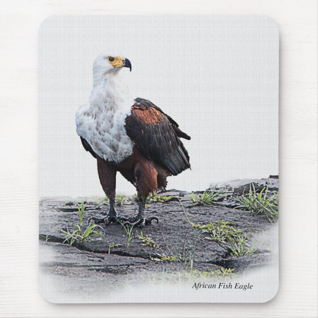 African Fish Eagle on white background Mouse Mat (Front)