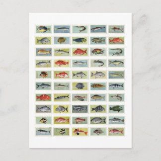 African Fish Postcard