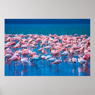 African flamingos. Group of flamingos stand in the Poster
