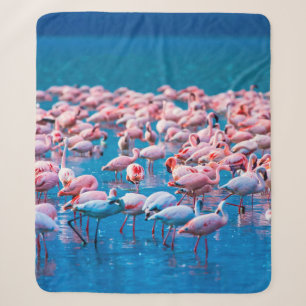 African flamingos. Group of flamingos stand in the Sherpa Blanket