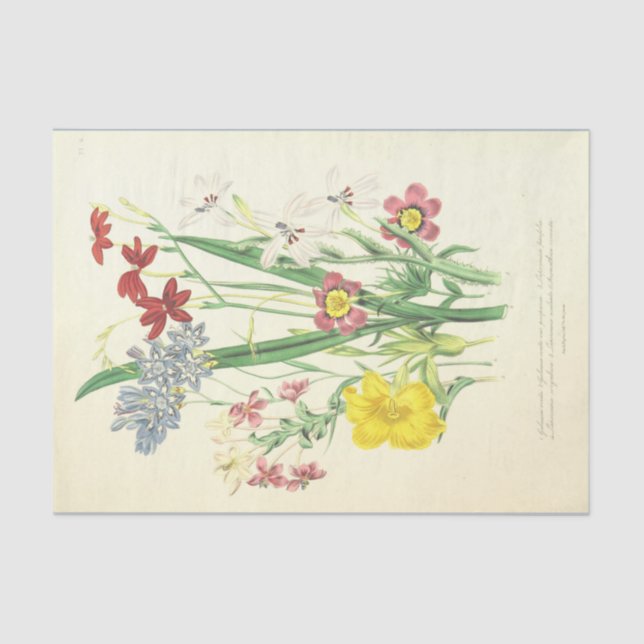 African flowers Vintage Illustration Tissue Paper (Front)