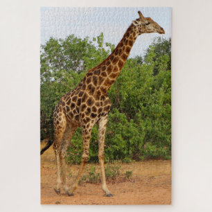 African giraffe in Chobe, Botswana Jigsaw Puzzle