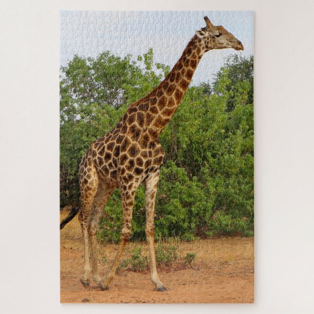 African giraffe in Chobe, Botswana Jigsaw Puzzle (Vertical)