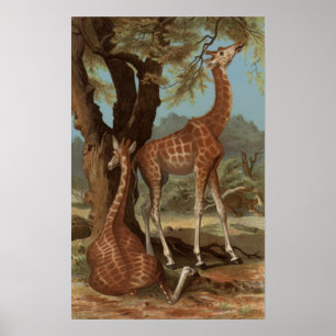 African Giraffe Poster
