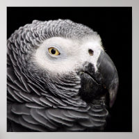 African Gray Parrot