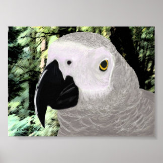 African Gray Poster