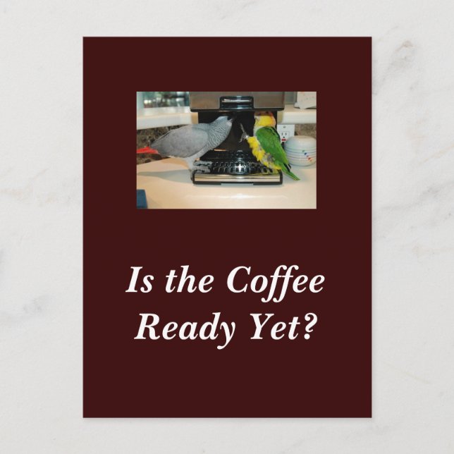 African Grey & Caique Coffee Friends Postcard (Front)
