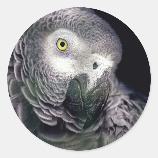 African grey classic round sticker (Front)