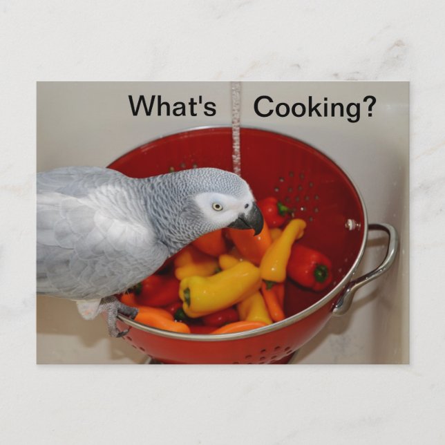 African Grey Cooking Kitchen Helper Postcard (Front)