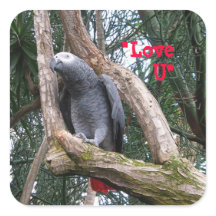 African Grey Heart Sticker